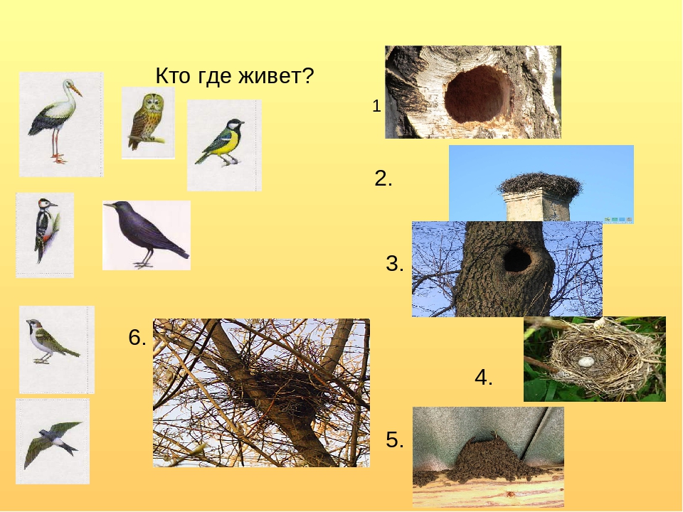 Определить гнезда птиц. Перелётные птицы для дошкольников в гнезде. Гнезда разных видов птиц. Гнездо для птиц.. Птицы живущие в гнездах.