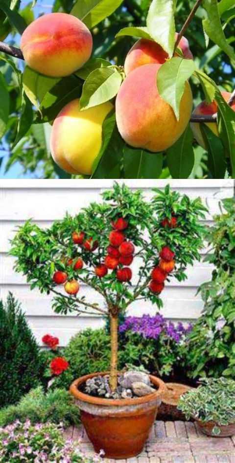 Можно ли посадить абрикос. Нектарин дерево из косточки. Из КОСТОЧКИАБРИКОС персик плодономить. Персик нектарин и абрикос из косточки. Прорастить косточку персика.
