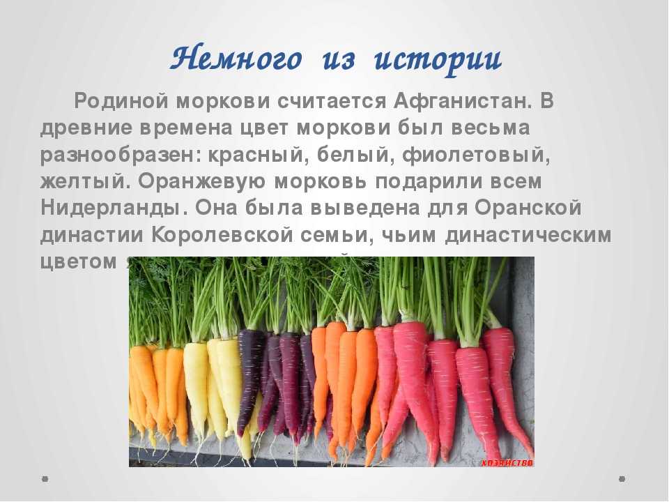 Морковь является растением. Рассказ про морковь. Доклад про морковь. Сообщение о морковке. Культурное растение морковь.