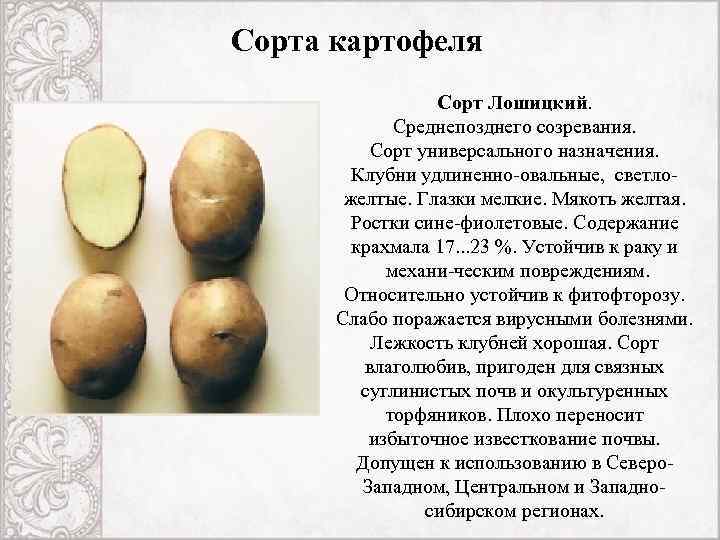 Характеристика описание сортов картофеля. Сорт картофеля Женечка характеристика. Картофель с высоким содержанием крахмала сорта. Сорт картофеля на крахмал. Характеристики сортов картофеля по алфавиту.