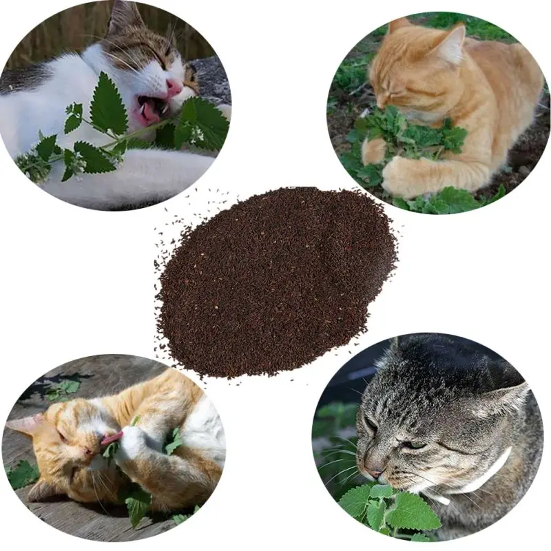 Можно коту семечки. Трава котовник кошачий. Кошачья мята микрозелень. Семена кошачьей мяты. Кошачья мята семена.