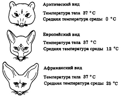 Температура тела животных. Правило Аллена и Бергмана. Правило Аллена примеры. Правило Бергмана примеры. Правило Аллена примеры животных.