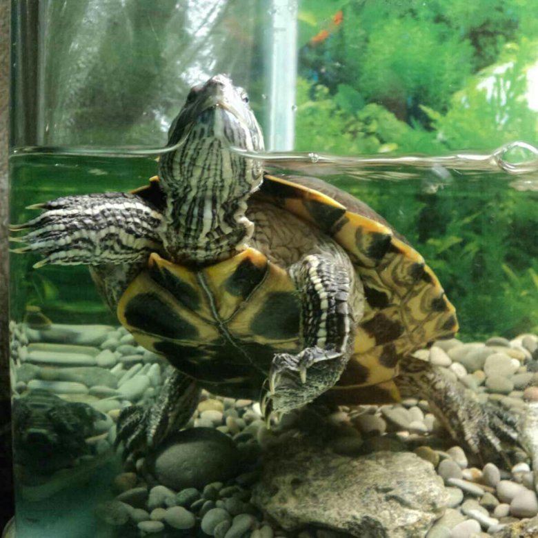 Аквариум черепахи содержание