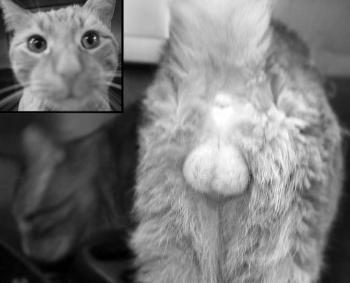 Как отличить кота и кошку фото