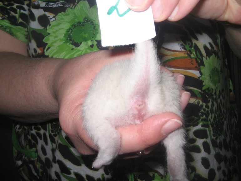 Определить пол новорожденного котенка фото в домашних условиях