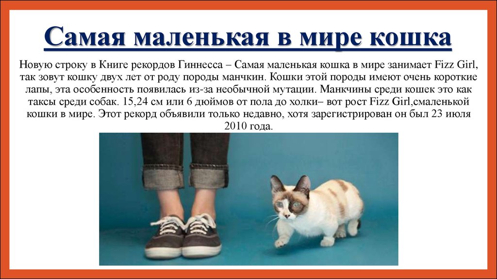 Наиболее меньше. Самая маленькая кошка в мире. Самые маленькие кошки в мире. Самаямаленьккя кошка в мире. Самая самая маленькая кошка в мире.