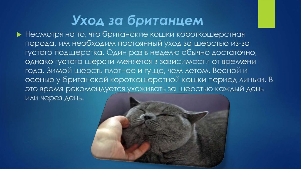 План описания кота