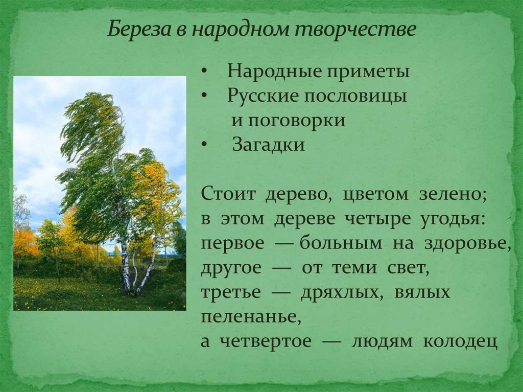 Художественный текст народных. Береза в народном творчестве. Приметы о Березе. Поговорки о Березе. Береза творчество.