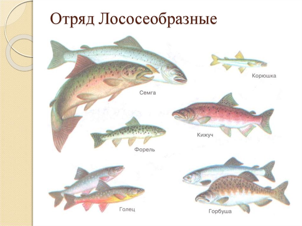 Лососеобразные рыбы представители