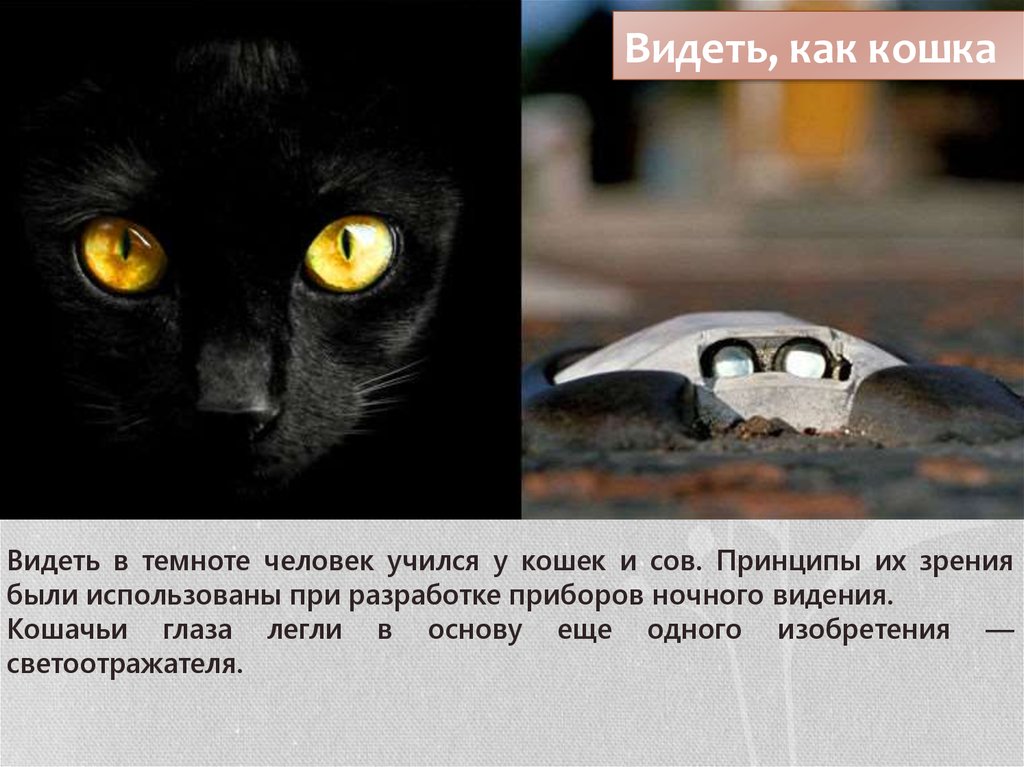 Как видит кошка окружающий мир своими глазами фото до и после