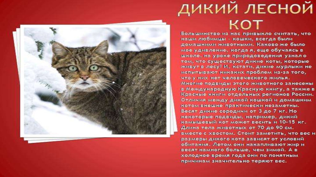 Кот класс животных. Кавказская Лесная кошка красная книга. Лесной кот. Кавказская Лесная кошка красная книга описание. Кавказская Лесная кошка занесенная в красную книгу.