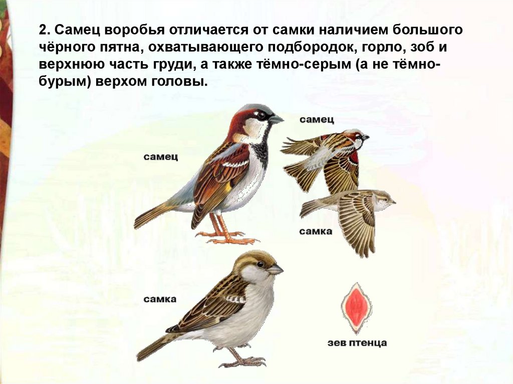 Чем отличаются самки. Воробей отличие самца от самки. Как отличить воробья самца от самки. Как различить самку воробья от самца. Домовой Воробей самка и самец.