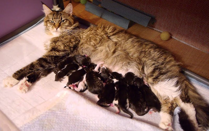 Окот кошки через сколько. Новорождённые котята Мейн куна. Новорожденные котята Мейн куна. Котята Мейн кун 3 недели. Беременность кошки Мейн кун.