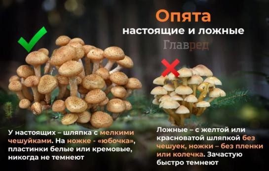 Ложные опята фото как отличить от настоящего