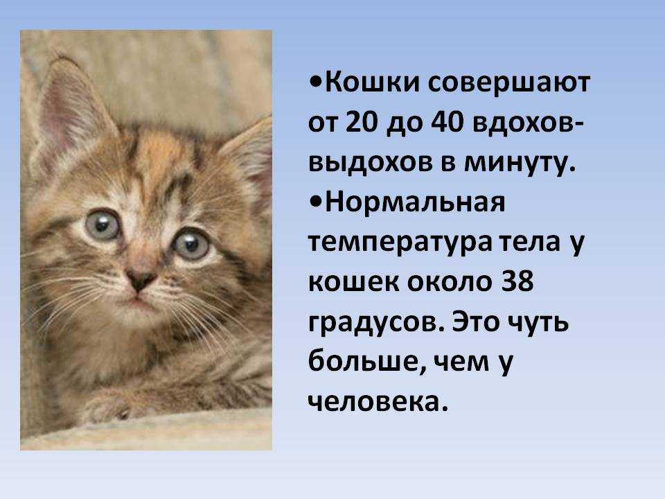 Как понять что у кошки температура. Нормальная температура у кошек. Нормальная температура тела у кошек. Какая нормальная температура у кошек. Нормальная температура у котенка.