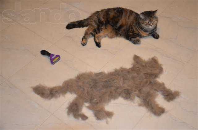 Что делать если кошка сильно. Фурминатор для кошек до и после. Кошки вычесывания до после шерсть. Кошка до и после вычесывания. Вычесывание котов до после.