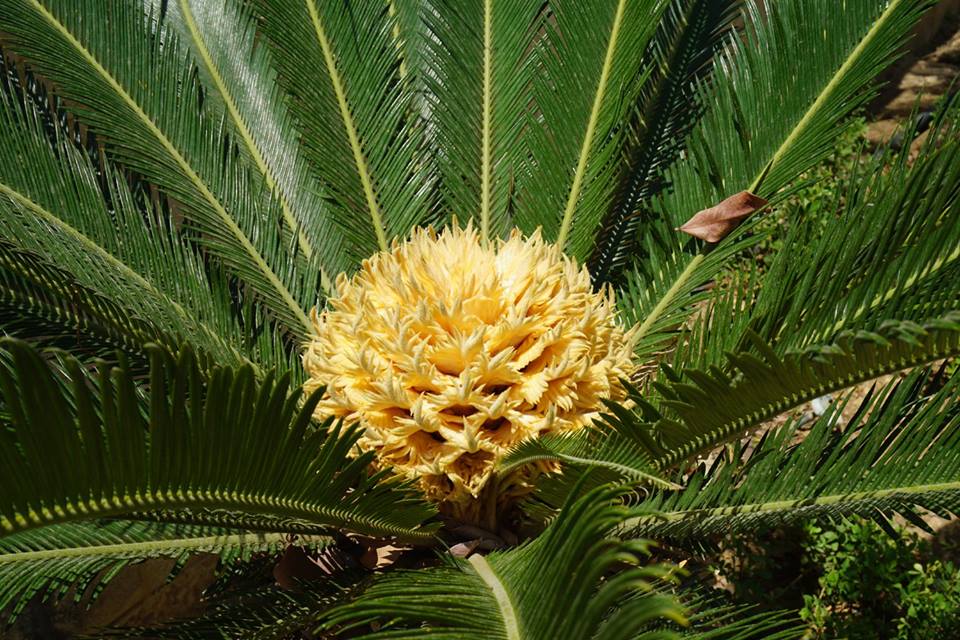 Cycas revoluta. Саговник Цикас. Саговник поникающий Cycas revoluta. Саговник поникший Цикас. Саговник поникающий (Саговниковые);.