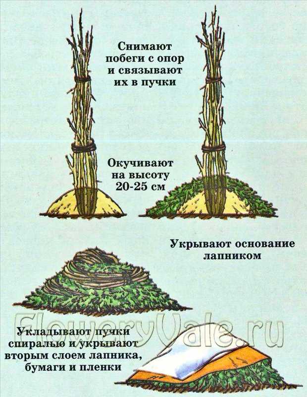 Укрыть розы на зиму в средней полосе. Плетистые Рощы укрытие назиму. Плетистые розы укрытие на зиму. Укрытие плетистых роз. Укрытие плетущихся роз на зиму.