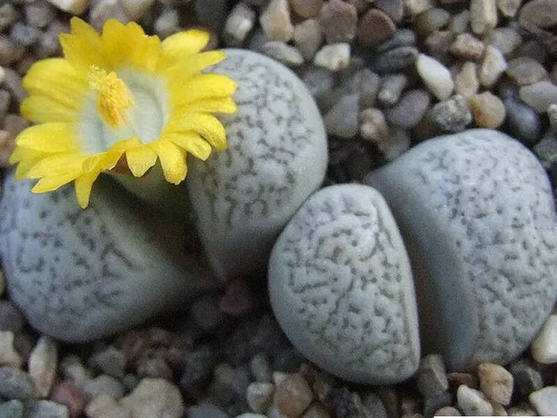 Как поливать литопсы. Литопсы. Живые камни литопсы. Lithops herrei. Литопсы живые камни в природе.