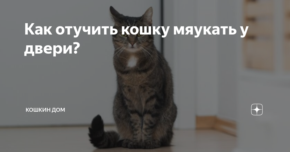 Как отучить кота мяукать. Как отучить кошку мяукать. Как отучить кошку мяукать без причины. Как отучить котёнка мяукать по ночам. Почему кот часто мяукает без причины.