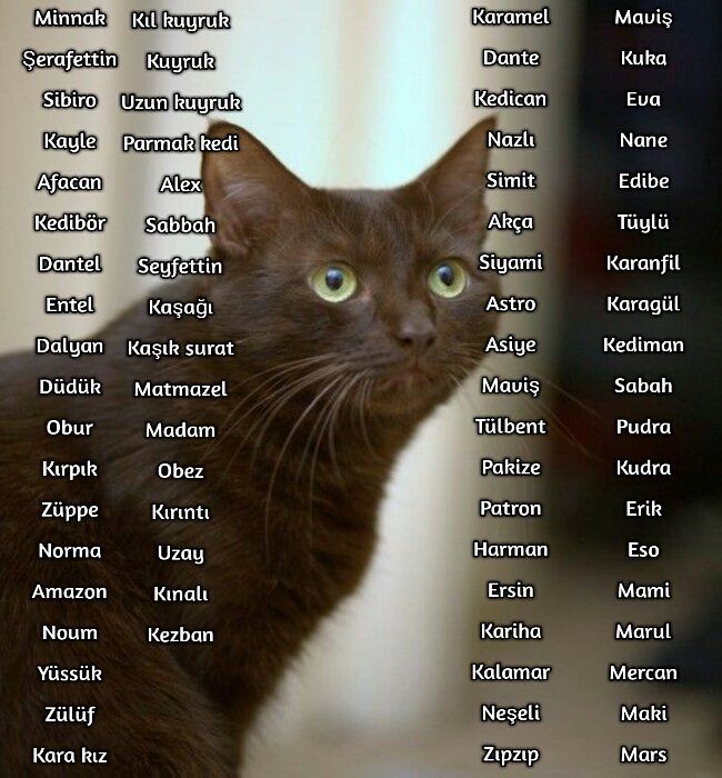Как называют кошек имена красивые. Имена для кошек. Имя для кошечки девочки. Красивые имена для кошек девочек. Имена для котов необычные и красивые.