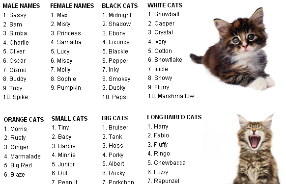 Имя для кошки с буквой с. Красивые имена для котов. Имена для кошек девочек редкие. Красивые имена для котят девочек. Красивые имена для котят мальчиков.