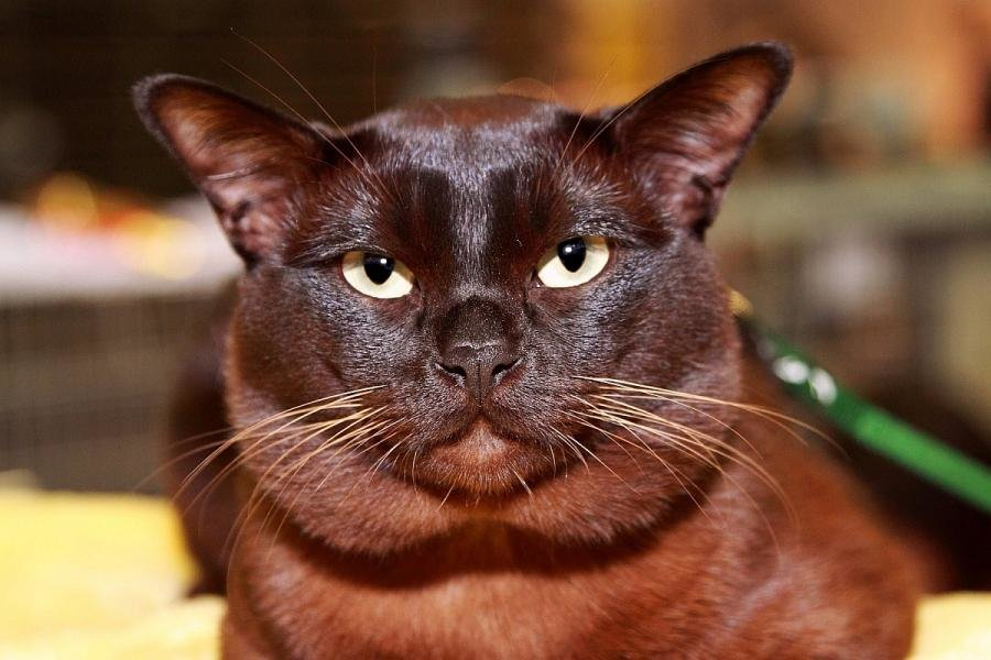 Фото шоколадных кошек