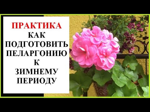 Пеларгония подготовка к зиме. Вероника Поливкина осенняя пересадка гераней. Все пелоргонме Вероники Поливкиной посмотреть.