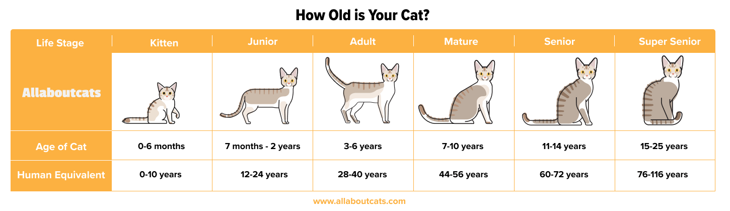 Как определить Возраст котенка. Как определить Возраст кошки. Внешность котят по возрасту. Age of Cats Chart.