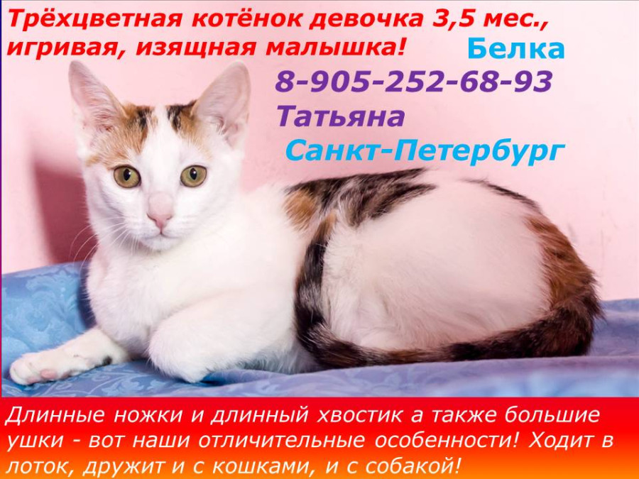 Клички для котят. Фамилия котенок. Имена для котят девочек на м. Имя для котиков для девочек игривых. Клички для котят на м.