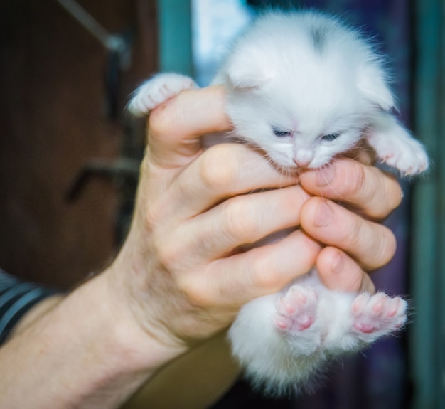 К чему снятся котята маленькие женщине. Белый котенок на руках. Малыши котики белые. Родился белый котенок. Маленький белый котик в руке.