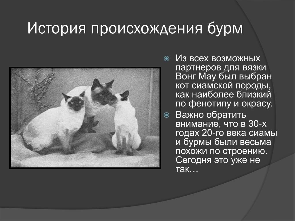 Рассмотрите фотографию кошки. Интересные факты о сиамских кошках. Сиамская кошка происхождение. Рассказ о сиамской кошке. Сиамская кошка кратко.