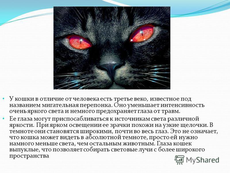 Различия кошек. Описание глаз кошки. Зрение кошки и человека. Отличие глаз кошки и человека. Что означают глаза кошки.