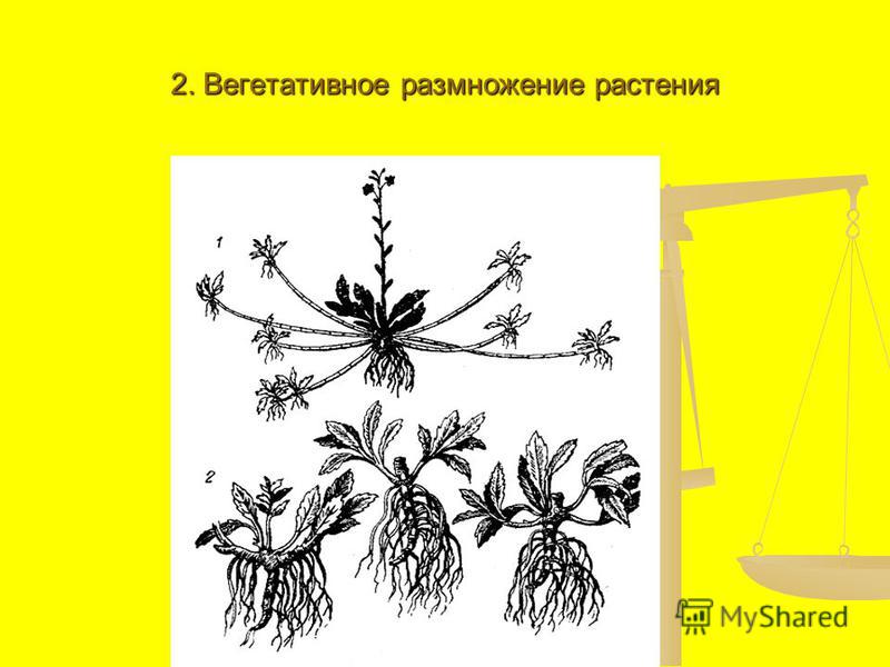 Корневище это орган вегетативного размножения растений. Вегетативное размножение декабриста. Вегетативное размножение усами примеры растений. Вегетативное размножение микроскоп. Цветок который размножается стрелой.