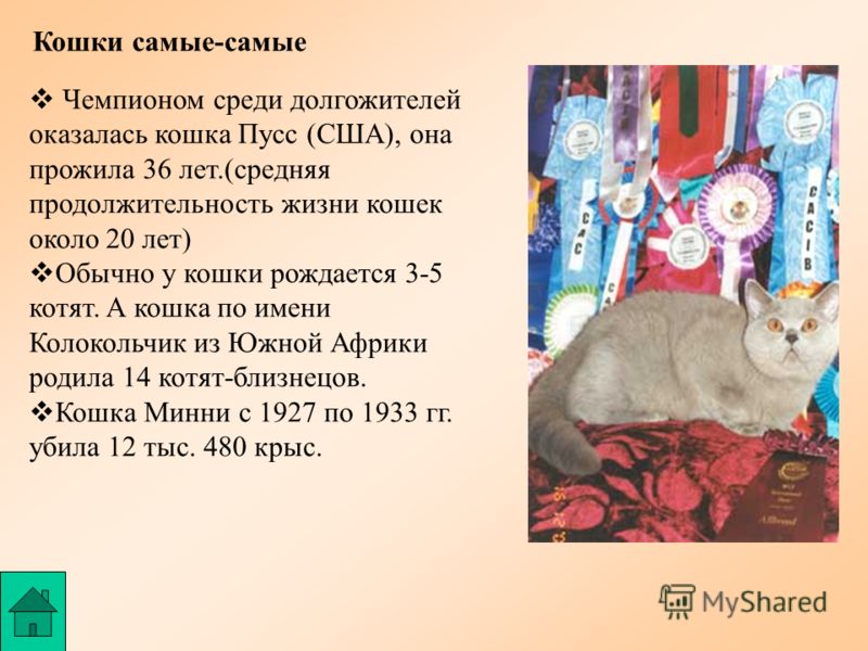 Сценарий года кота. Колокола кошка. Кот по кличке Пусс. Имена для кошек. Красивые имена для кошечек.