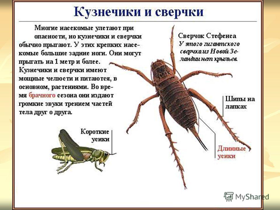 Какой тип развития характерен для сверчка домового изображенного на рисунке