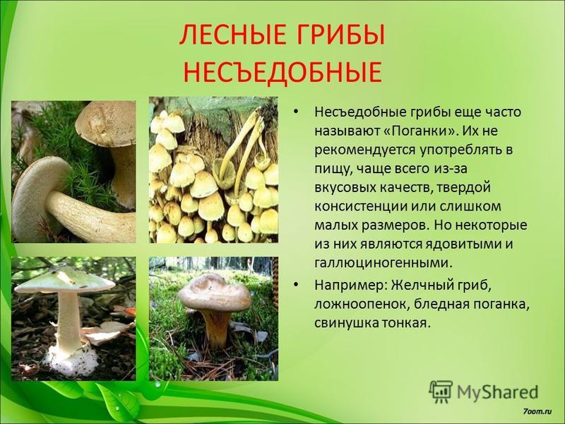 Срок жизни грибов. Образ жизни грибов. Желчный гриб ложноопёнок кирпичнокрасный. Как обрабатывать грибы. Какие витамины в грибах лесных.