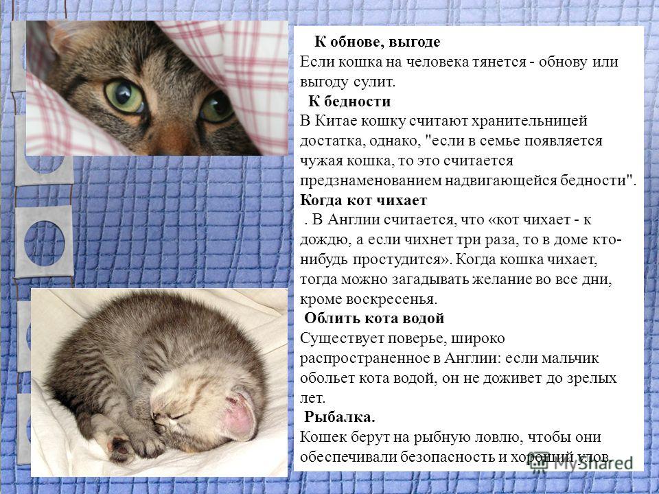 Кошка чихает причины. Кошка чихает примета. Если человек потягивается по кошачьи. Кошки тянутся к каким людям. К чему кошка чихает на человека.