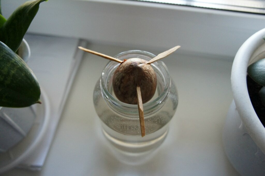 Как прорастить косточку авокадо в домашних условиях в воде пошагово фото