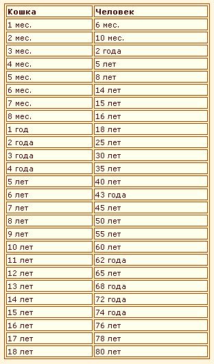 Кошке 6 лет. Кошачьи года по человеческим меркам таблица. Годы кота по человеческим меркам. Возраст котов по человеческим меркам. Кошачьи года на человеческие.