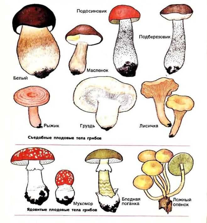 Как проверить грибы. Подосиновик гриб синеет на срезе. Съедобный гриб белый подосиновик. Белый гриб подосиновик подберезовик отличия. Съедобные и несъедобные грибы Пермского края.