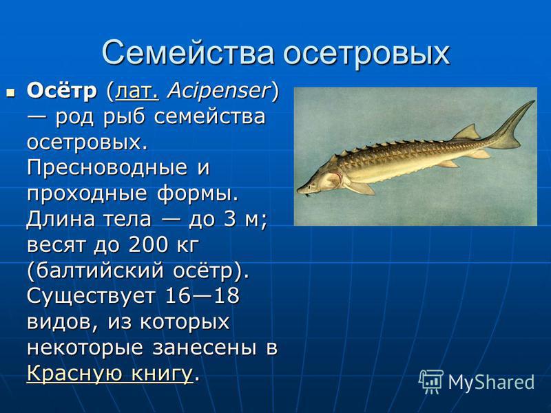Осетровая рыба 6 букв. Семейство осетровые. Осетровые рыбы. Осетровые семейство рыб. Осетровые породы рыб.