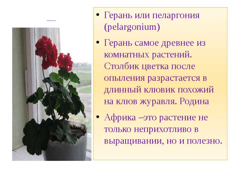 Герань описание. Герань пеларгония Родина растения. Бегония Родина растения. Бегония и герань. Родина герани комнатного растения.