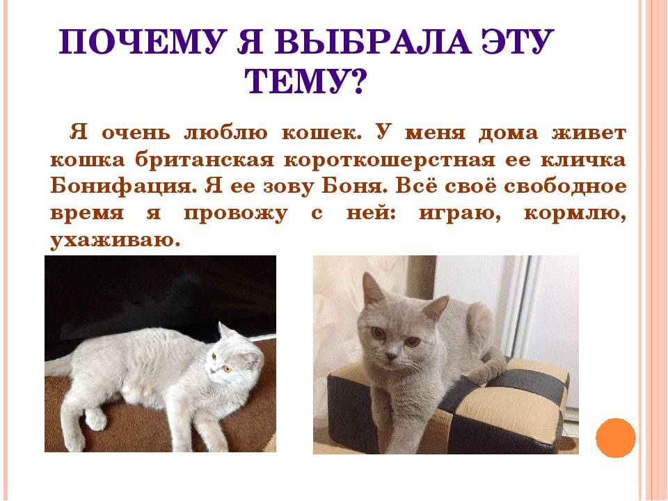 Проект о котенке