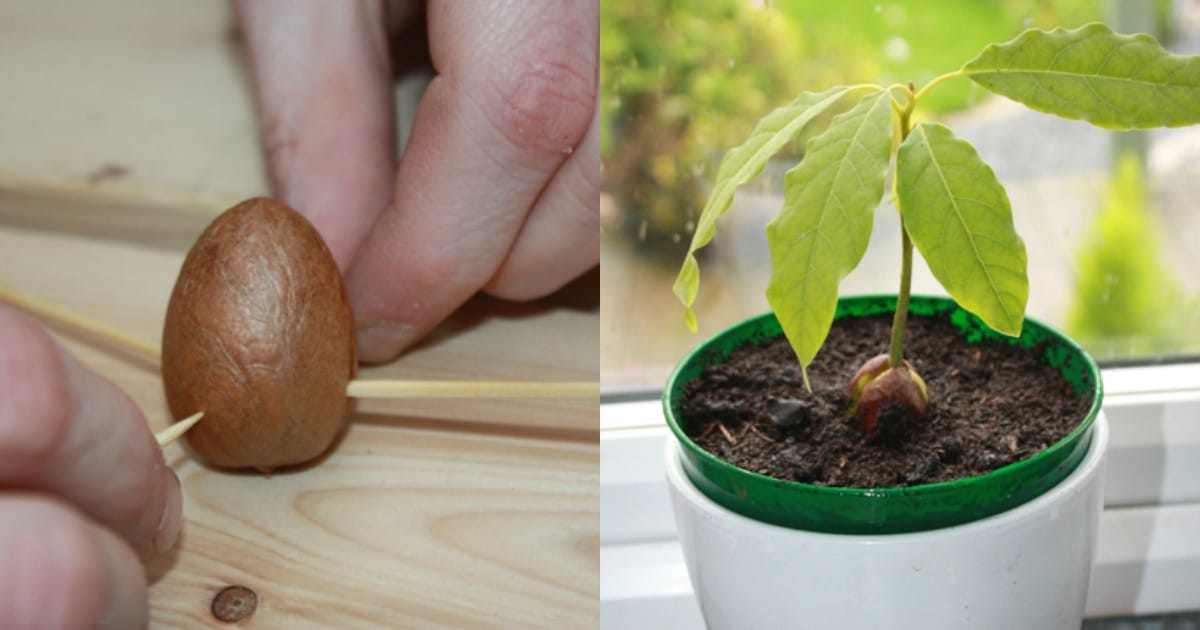 Вырастить авокадо из косточки в домашних условиях фото пошагово