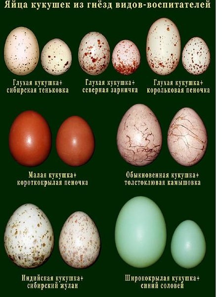 Название яиц. Яйца кукушки. Видя яиц. Какие яйца у кукушки. Яйца птиц с названиями.