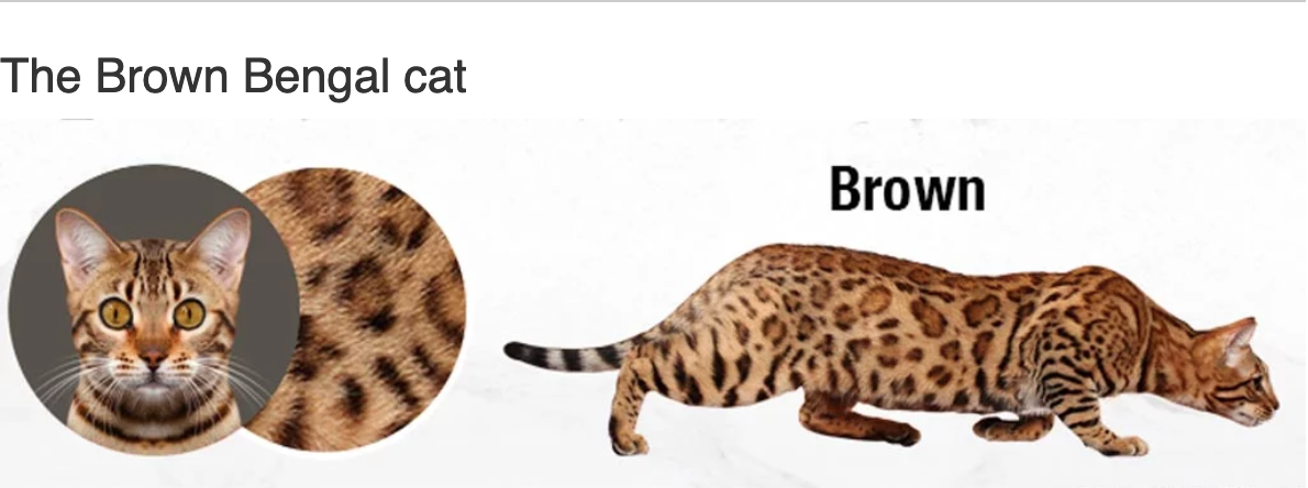 Золотистый бенгал. Бенгальский кот Браун Марбл. Бенгальская кошка Золотая. Браун пятно бенгал.