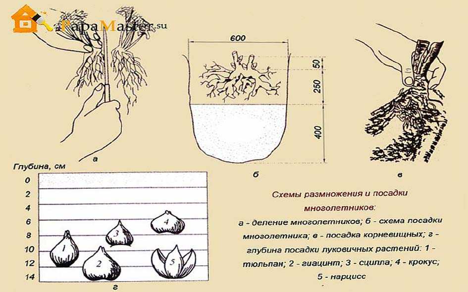 Тюльпаны на какую глубину