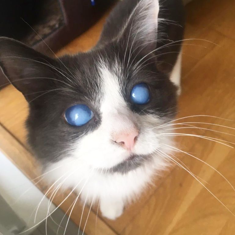 Глаз у котенка мутный глаз фото