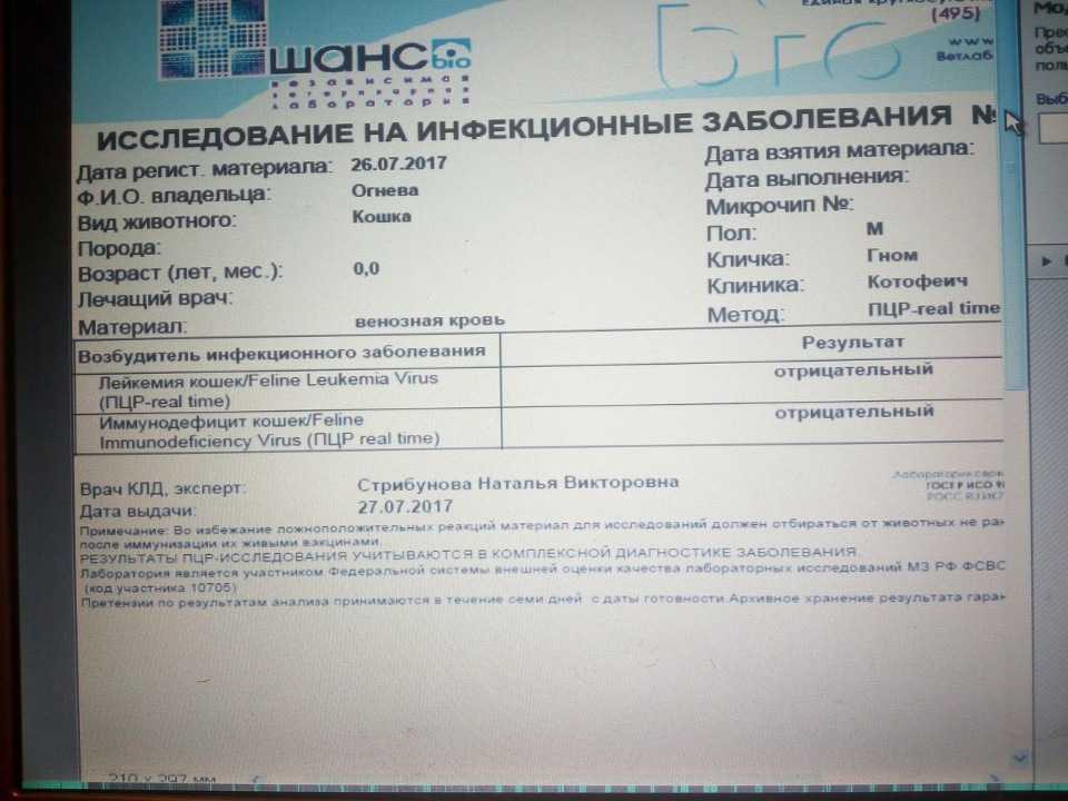 Сдать анализ на лейкоз. ПЦР на лейкоз у кошек. Анализ на лейкоз у кошек. Анализ на коронавирус у кошек. Результаты анализа на аллергию на кошек.